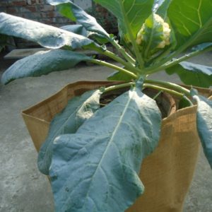 jute grow bag season vegetables